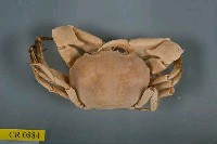 藏品(長手隆背蟹)的圖片